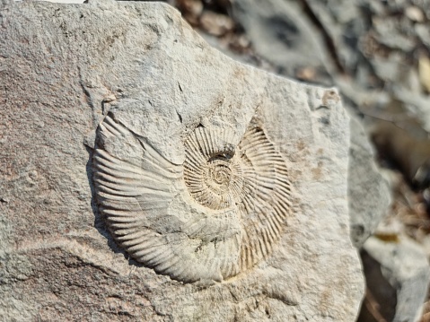 Ammonite nautilus fossil embedded in a rock