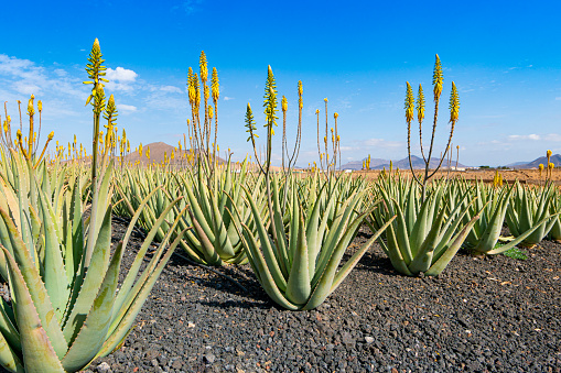 Aloe Vera farm in Fuerteventura, Canary Islands

Green Aloe vera in bloom.