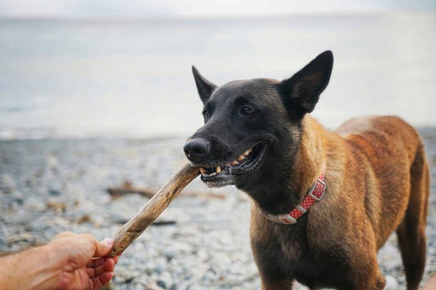istock Dog playing with a stick outdoors 1395007781