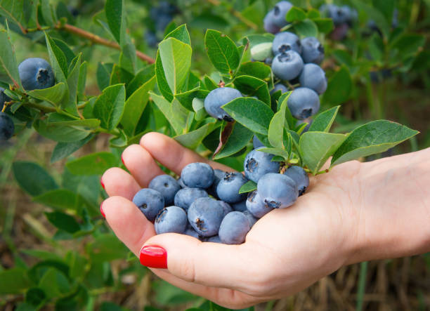 istock Red manicure hand full of fresh blueberries 1395008343