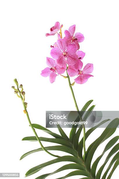 Orchidea Różowa - zdjęcia stockowe i więcej obrazów Bez ludzi - Bez ludzi, Botanika, Falenopsis