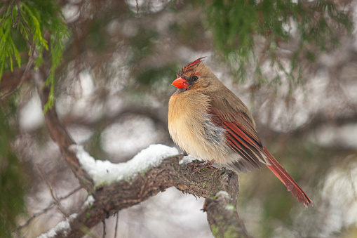A male Northern Cardinal (Cardinalis cardinalis) perching on a tree with light background.
