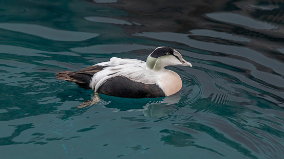 A male Common eider, swim in the waters of the Gulf of St. Lawrence.