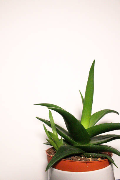 istock Aloe Vera plant 1395008853