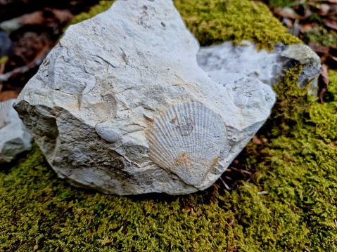 Bivalvia Fossil inside a limestone rock. Gastropod from the jurassic period captured next to moss covering a forest floor.