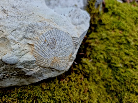 Bivalvia Fossil inside a limestone rock. Gastropod from the jurassic period captured next to moss covering a forest floor.