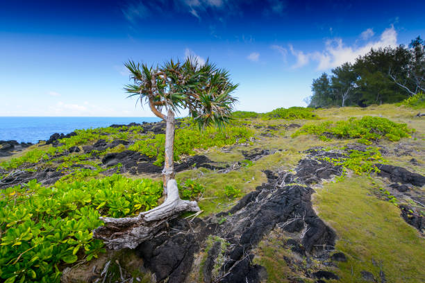 Typical landscape with volcanic rock at Reunion Island