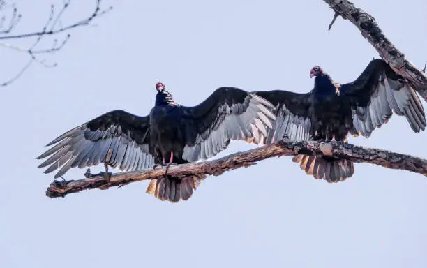 Two turkey vultures with spreading wings on dead tree branch