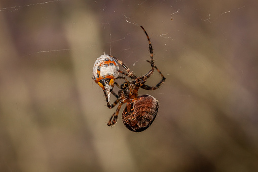 Spider Wasp with captured spider