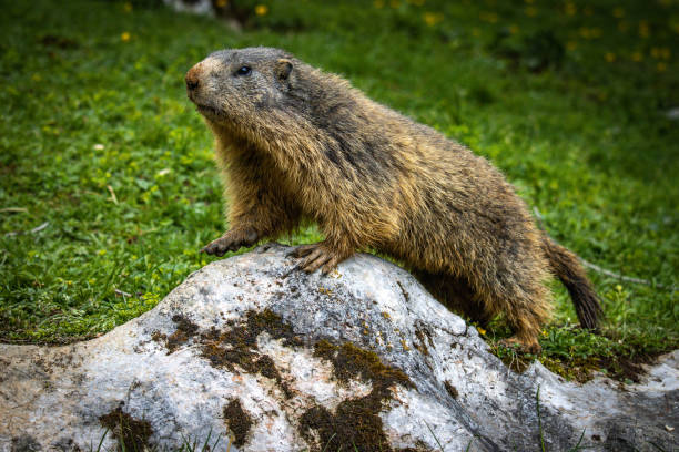 istock groundhog in the Austrian Alps 1395013504