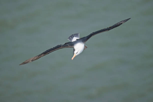 istock Black Browed Albatross flying over sea 1395013693