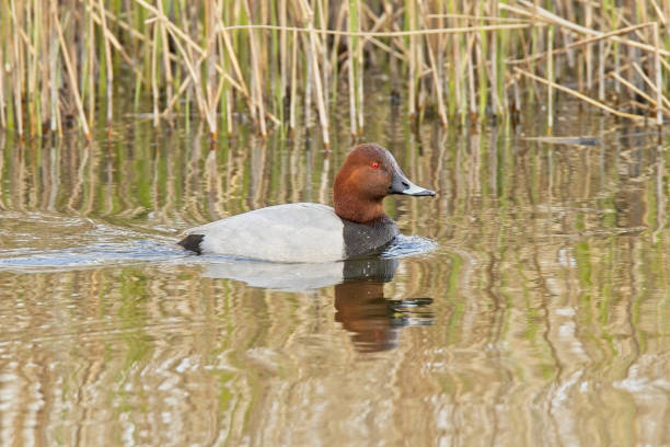 istock Pochard swimming in pond 1395013769