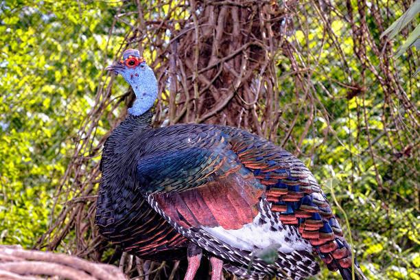 istock A picture of a bird 1395014200