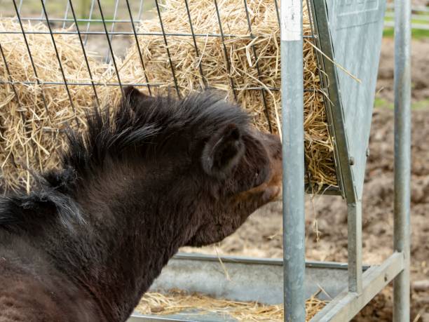 istock Mule Eating At Straw Trough. 1395019418
