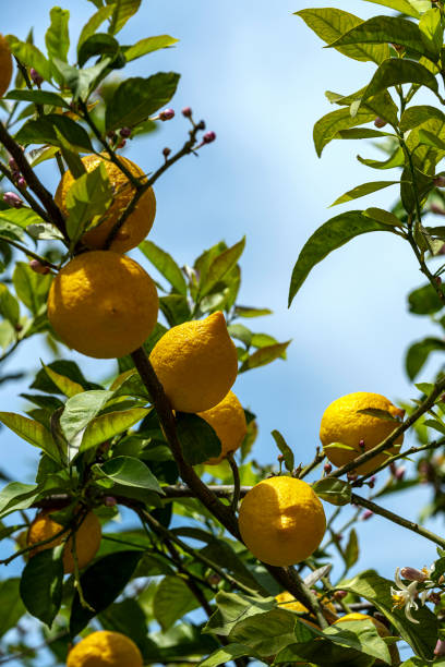 istock Close-up fresh orange fruits hanging on the trees 1395019604