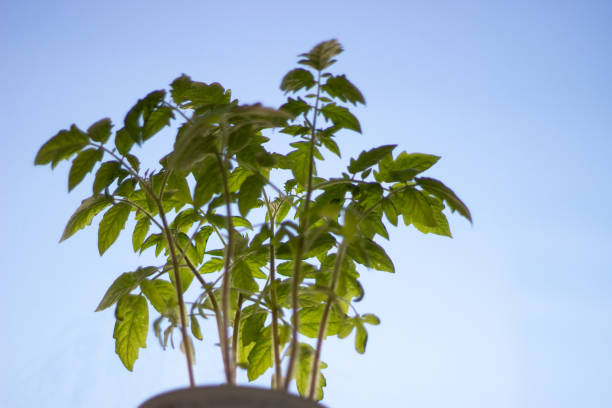 Seedlings of red tomatoes in close-up. Tomato sprouts Seedlings of red tomatoes in close-up. Tomato sprouts. greenhouse nightclub nyc photos stock pictures, royalty-free photos & images