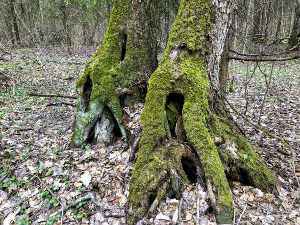 istock old trees with intertwined mossy roots in the forest 1395022071