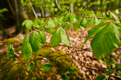 First leaves on beech tree on forest floor.