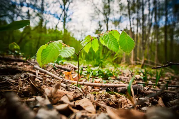 First year beech tree on forest floor.