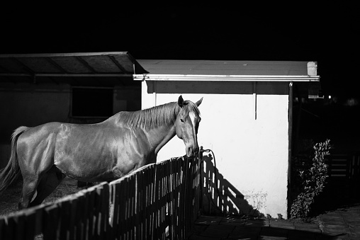 Black and white view of a horse peering out from inside a stable at night