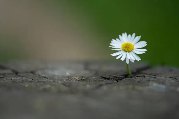 Photo of Daisy flower growing from the crack on the old tree stump