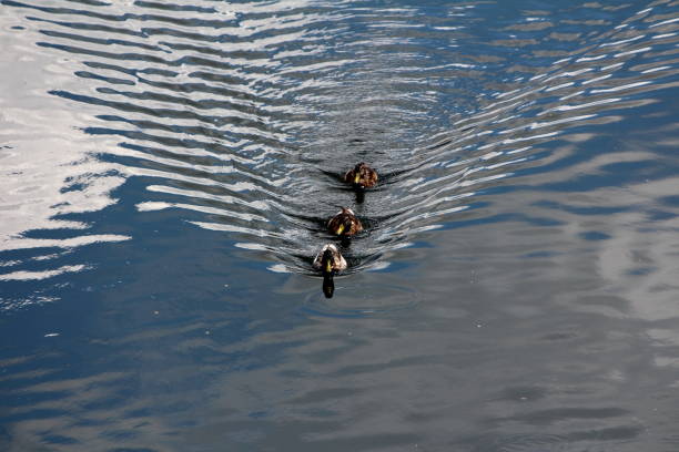 istock Single male and two female wild ducks or mallards medium sized waterfowl dabbling ducks swimming in a row in calm river 1395025962