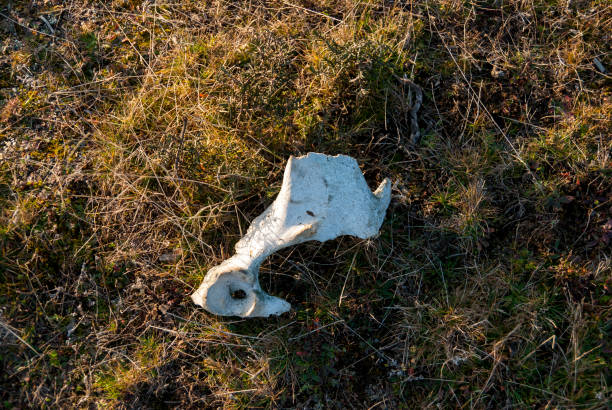 Cow bone, eaten by black vultures in a carrion dump