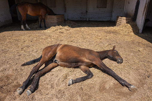 Sleeping foal in barn