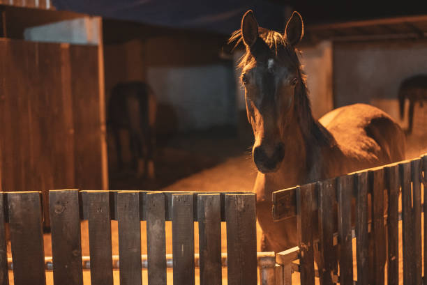 Young horse peering out from inside a stable at night