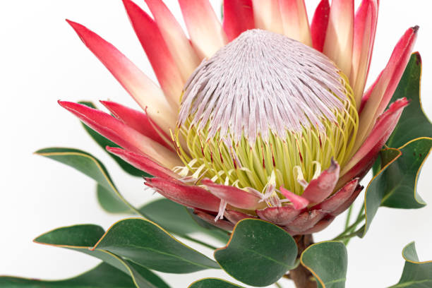 istock Beautiful protea flower on a white background isolated. 1395026394