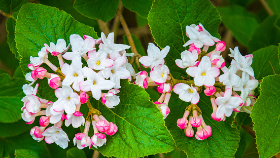 Fragrant blossoms of a Korean  spice bush (viburnum) bloom in a Cape Cod garden in early May
