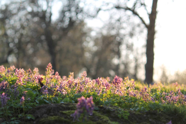 저녁 조명에서 fumewort (corydalis solida)의 분홍색 꽃이있는 공원의 낭만적 인 봄 풍경 - corydalis 뉴스 사진 이미지