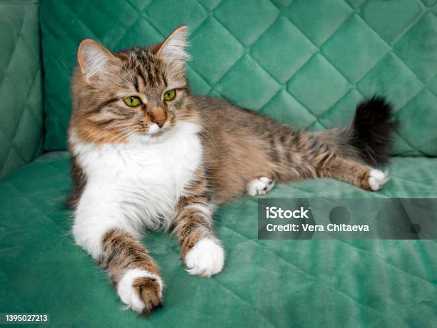A Fluffy Cat With Green Eyes Is Lying And Resting On The Sofa Cute Beloved Pets There Is An Empty Space For The Text Stock Photo - Download Image Now