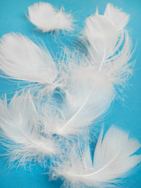istock soft focus. White fluffy bird feather on a blue background. The texture of a delicate feather. 1395027239
