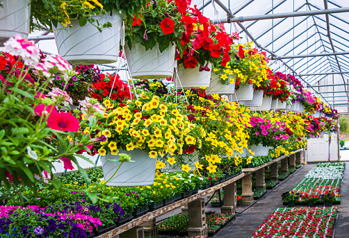 Hanging baskets of colorful flowers  flowers in a greenhouse in preparation for Mother's Day holiday.