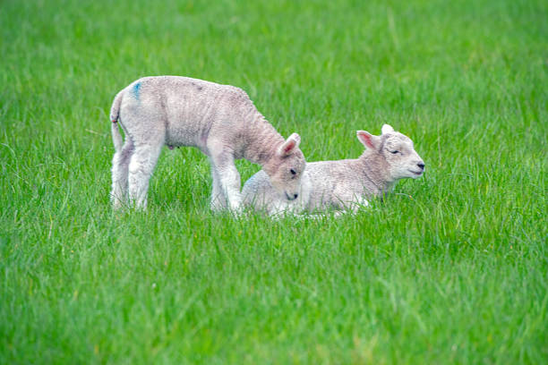 lambs lunderston bay inverclyde