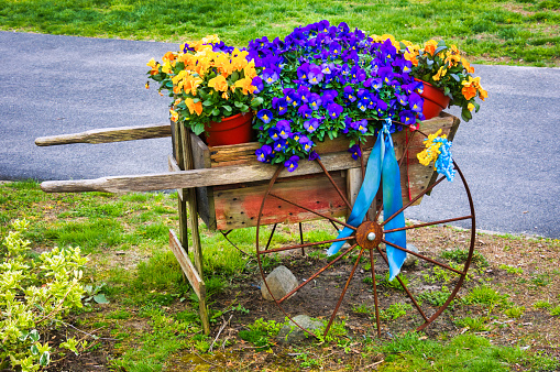 An antique wooden garden cart with rusty wheels is loaded with yellow and blue pansies and ribbons to signify solidarity with Ukraine is parked along a Cape Cod roadway.