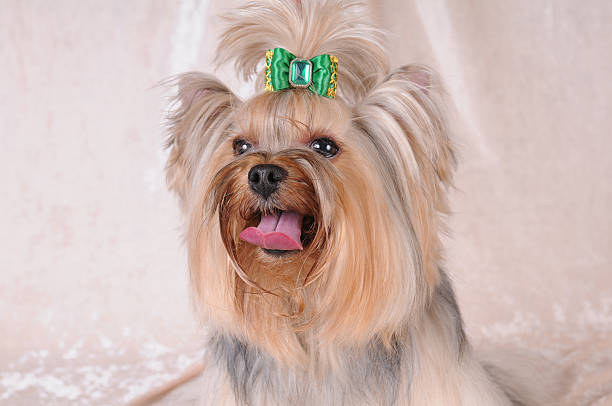 portrait du yorkshire terrier moelleux - bow pets small velvet photos et images de collection