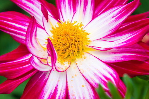 A flamboyant, colorful dahlia blossom with the center loaded with pollen that is leaking into the flowers petals.