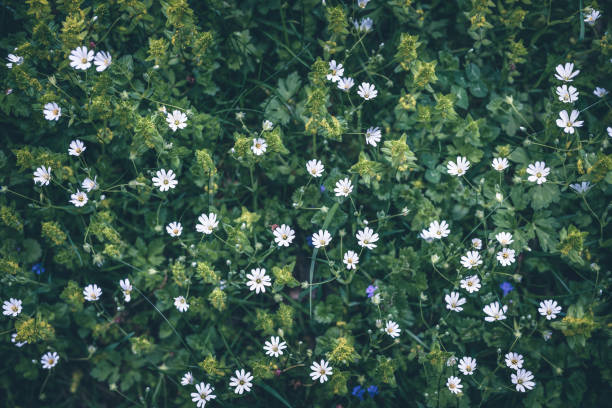 Tiny flowers on green background top view