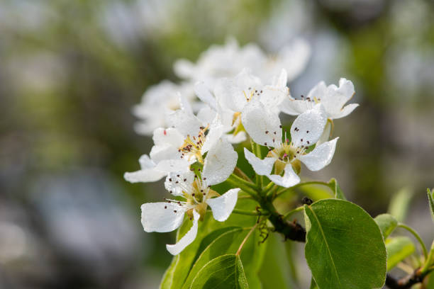 Blossoming branch of a pear tree. Drops of dew or rain on blossoming buds of a pear tree branch.