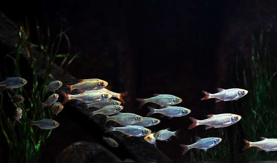 Small silver fish in an aquarium on a black background, sea background.