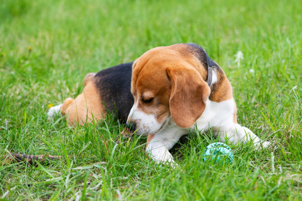 un simpatico beagle di cane è sdraiato sull'erba verde annusando un bastone. - cane morde coda foto e immagini stock