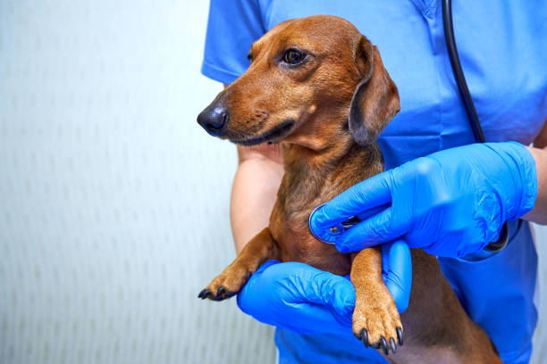 istock Veterinarian examining a dog 1395029780