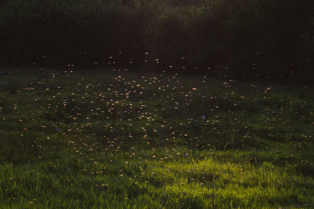 uno sciame di zanzare in controluce al tramonto nella foresta. - sciame di insetti foto e immagini stock
