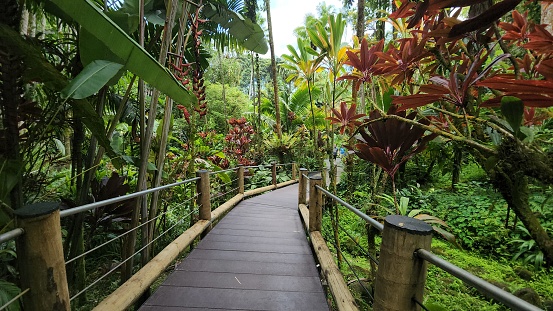 The beautiful tropical bioreserve and garden in Big Island, Hawaii