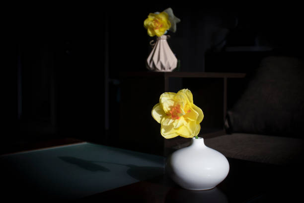 narcissus flower in a vase at home