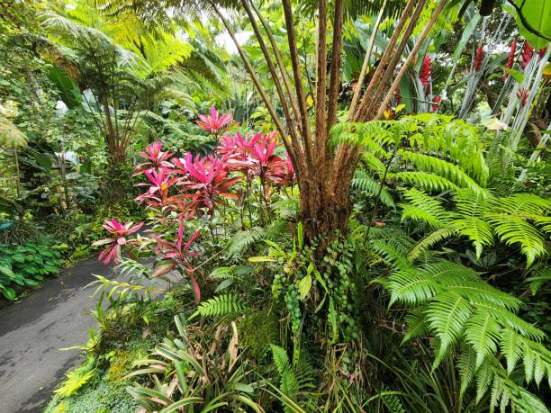 Hawaii Tropical Bioreserve & Garden stock photo