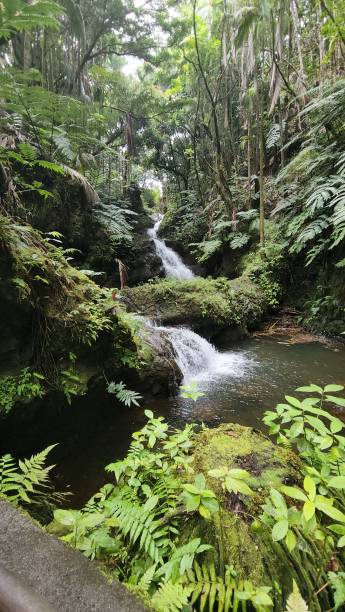 istock Hawaii Tropical Bioreserve & Garden 1395030556