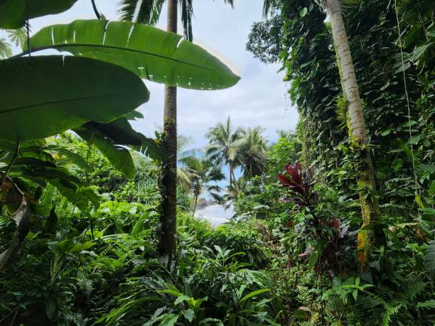 Hawaii Tropical Bioreserve & Garden stock photo